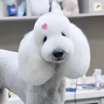 막스 또는 막순 - @standardpoodle_max - Instagram