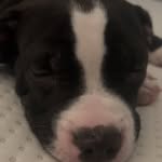 Max - @max_standardamericanbully - Instagram
