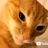 MaxStandarCust - @max_standar_cust_1 - TikTok