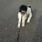 maxthedog - @max_the_standard_poodle - Instagram