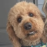 Max Stanford - @_maxthedooodle_ - Instagram