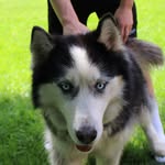 Max St. Clair - @max_the_husky9 - Instagram