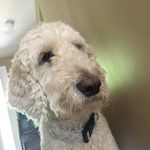Maxi Stearns - @maxi_the_dog45 - Instagram