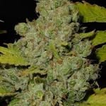 Max Stoner - @grow420buds_ - Instagram