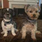 Max and Stubbs - @maxandstubbs - Instagram