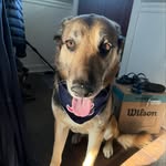 Max - @max.stumpf_gsd - Instagram