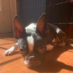 Max Sutherland - @it_yo_puppy_max - Instagram