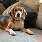 Maximus Swanson Pérez - @max_swanson_perez - Instagram