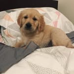 Max, Swayze and Puppy Loki - @max_swayze_loki - Instagram