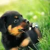 Maxswift - @alldogsgotogod - TikTok