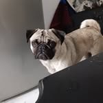@maxswing_pp_ - Instagram