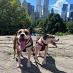 Max and Ruby - @max_and_ruby_szabo - Instagram