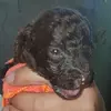 Max Szabó - @max.szab - TikTok