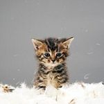 Max Tauber - @eli.as4749 - Instagram