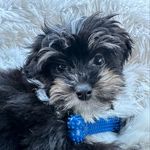 Maxwell Bubba Gump Shrimp Teitelman - @iamcalledmax - Instagram