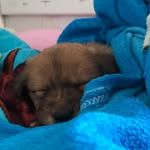 Max telles de camargo - @dog.max30 - Instagram