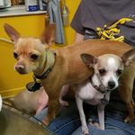 Max and Rudy Thatcher - @max_and_rudy_2_pups - Instagram
