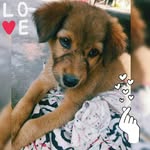 🍫chocolatey boy max🍫 - @max_theindie_dog - Instagram