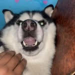 Max_01 - @max_theindianhusky - Instagram