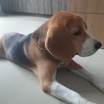 Max : The Indian Beagle - @maxtheindianbeagle - Instagram