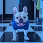Max Asha Chawda - @max_theindian_frenchie - Instagram