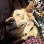 Max - @max.theindiedog - Instagram