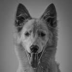 Max - @maxtheindie - Instagram