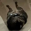 Max the Indoor Cat - @max.the.indoor.ca1 - TikTok