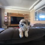 max_the_influencer - @maxocachorro_ - Instagram