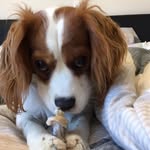 Max_theinsta.dog - @max_theinsta.dog - Instagram