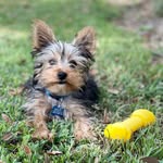 Max(yorkie) - @max.theinstayorkie - Instagram