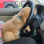 Max Thomsen - @dog_driving - Instagram