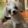 max tierney Hate - @max.tierney.hate1 - TikTok