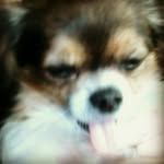 Mäx❤

Tiffany💕

Tyson💞

Timmy💖 - @_tinydogs_ - Instagram