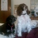 prince max tilley evie - @all_paws_up_now - Instagram