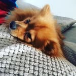 MAXTOLENTINO25736 - @max.tolentino2018 - Instagram