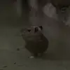 max.tomasin - @max.tomasin - TikTok