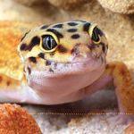 Max Topete - @lm_reptileshop - Instagram