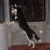 MAX TOVAR - @max.tovar6 - TikTok