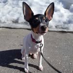 Max 🐾 - @max_toyfox - Instagram