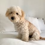 Max 🐾 - @maxtoygoldendoodle - Instagram