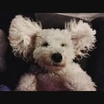 Max - @max.toypoodle - Instagram