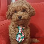 Max - @max__toypoodle - Instagram