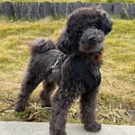 🐾MAX🐾 - @maxtoypoo - Instagram