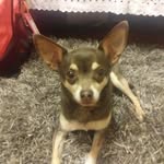 Max Trammell 🐶 - @maxthechihuahuaofficial - Instagram