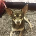 Max Trammell the Chihuahua 🐶 - @littlewithabigheartmax - Instagram