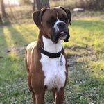 Max The Boxer - @max_john_king_trimble - Instagram