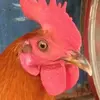 roy camacho - @maxctrinidad - TikTok
