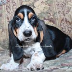 Max Trone - @max_the_basset - Instagram