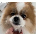 Sam-Max Trujillo - @2ble_pomeranian_trouble - Instagram